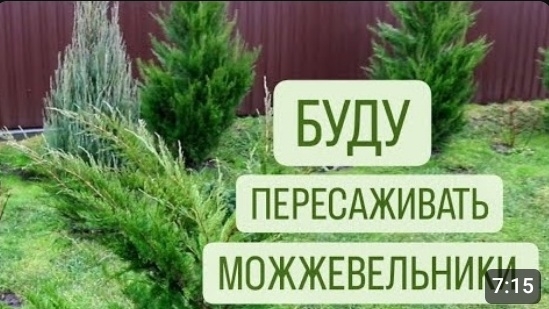 МОЖЖЕВЕЛЬНИКИ КОТОРЫЕ БУДУ ПЕРЕСАЖИВАТЬ. 18.03.2024г. БЕЛАРУСЬ, ГОМЕЛЬСКАЯ ОБЛАСТЬ