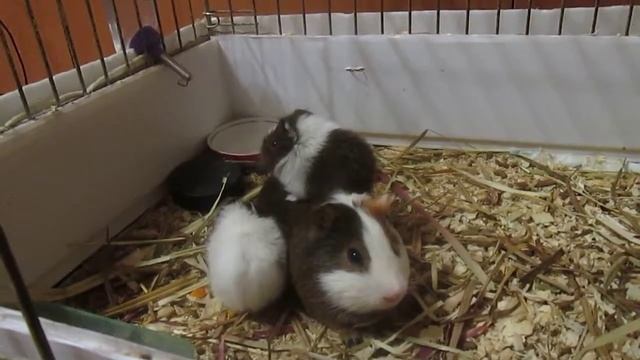 Морские свинки  Папа и поросята Guinea pigs  Dad and piglets взаимная подписка
