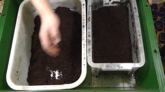 パチェコヒメゾウカブト　産卵セット Check to see if the Megasoma pachecoi are laying eggs.