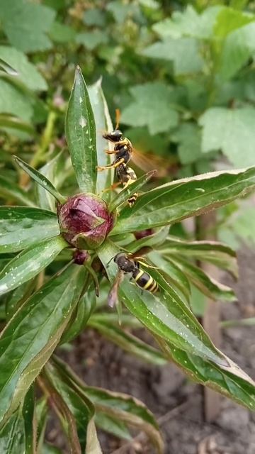 Оса нападает на муравья. Оса Vs Муравей.  🐜 🐝