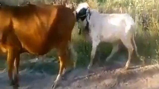 Fuck the cow