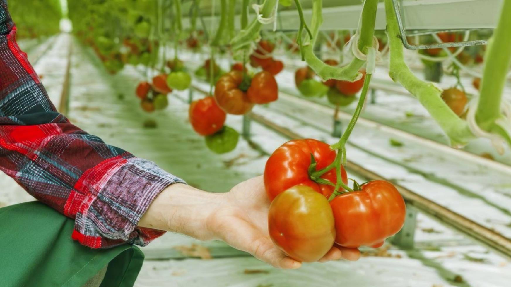 Свежие овощи прямиком из Камчатки. Новый тепличный комплекс открылся на полуострове