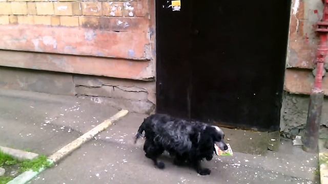 В гости к другу коту.