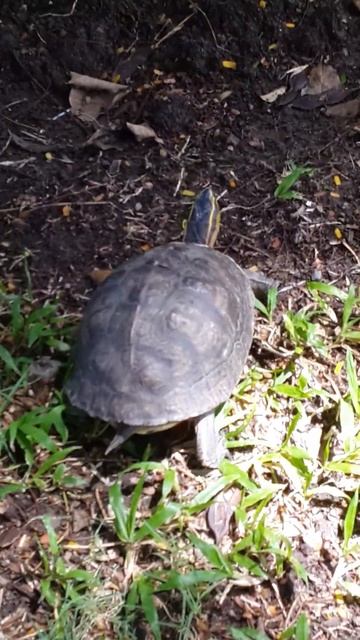 Thailand turtle