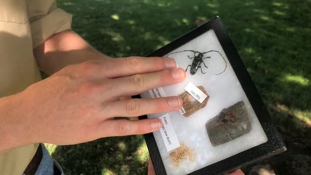 Asian Longhorned Beetle - Tree Pest Week 2020