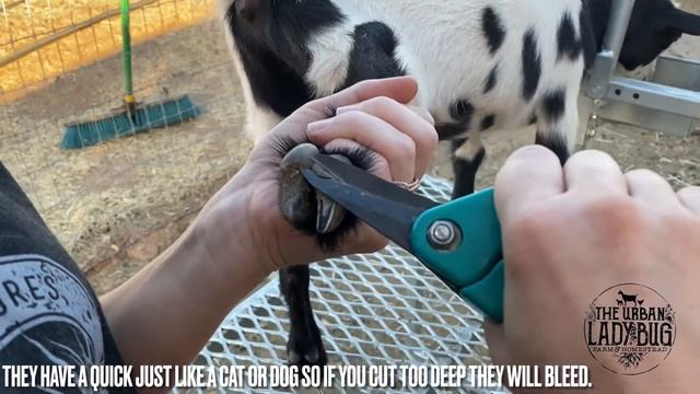 How To Trim Nigerian/Pygmy Goat Hooves | The Urban Lady Bug