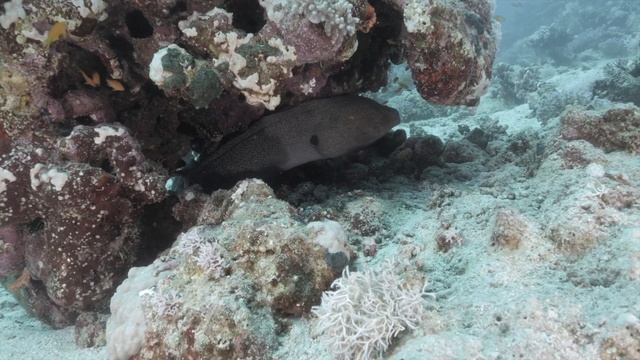 Moray Eels ⎜ SCARY OR BEAUTIFUL?!?