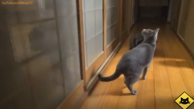 Смешные коты #28 (2015) | Funny cats compilation
