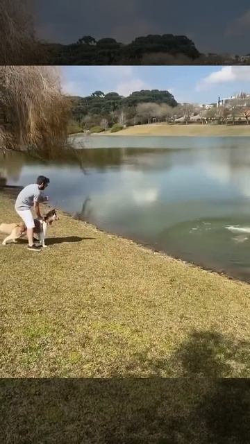 Capybara dog attack