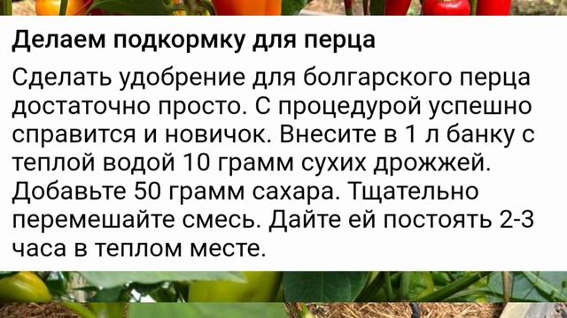 Мой перец всегда крепкий как богатырь, урожай ‒ обильный! Советую ценную, еще советскую подкормку