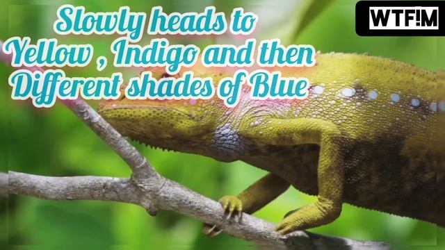 50 Shades of Chameleon. Chameleon changing multiple colours multiple times. Best of Nature ❤️.