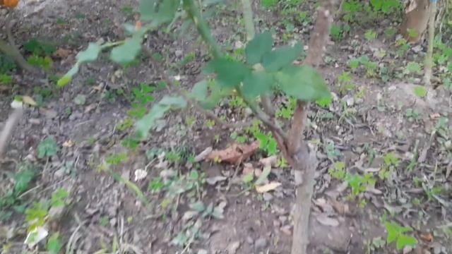 how to grow 🌹 rose PLANT at your home