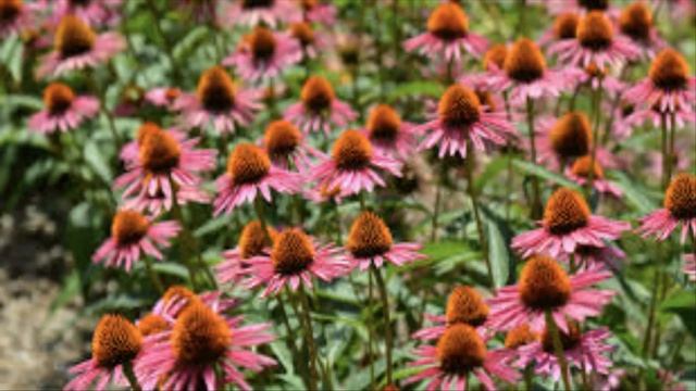 Herb of the Week   Echinacea