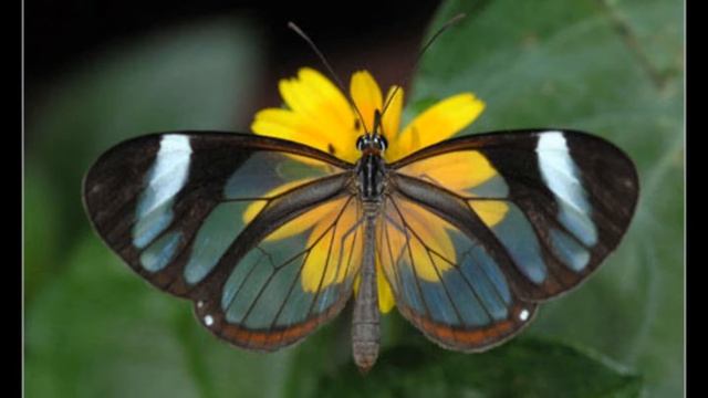 La mariposa transparente