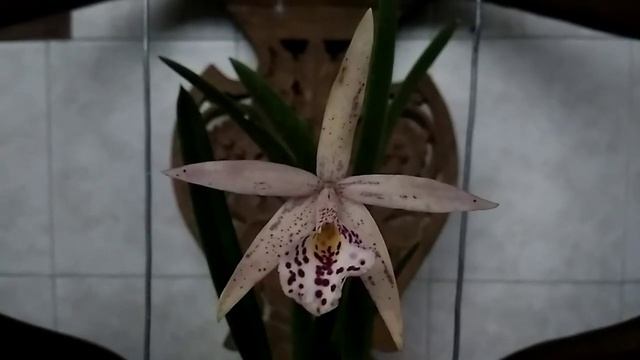 Anggrek Cattleya Brassocatanthe Jairak Finch