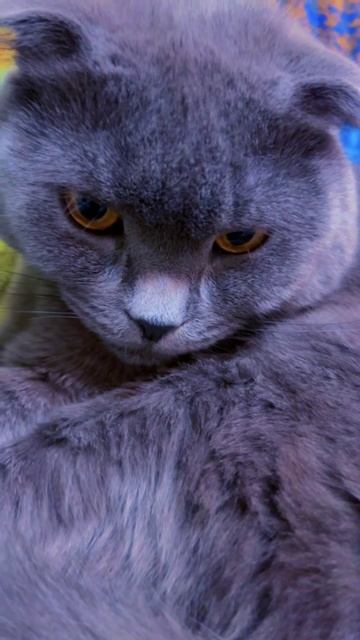 🔴КОТ СМОКИ🔴