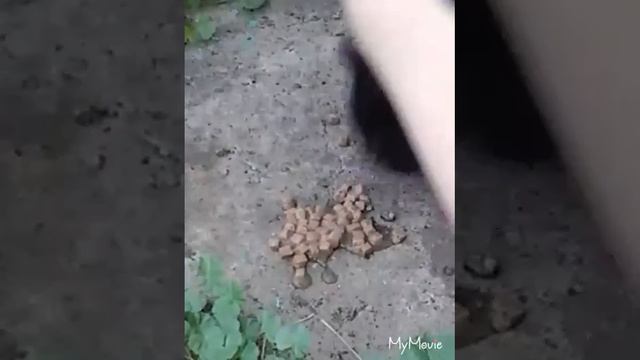 Делаем доброе дело китекет