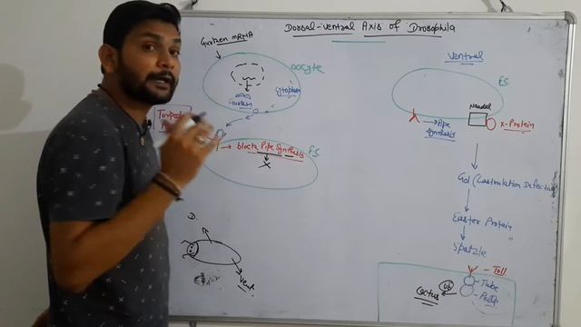 Dorsal - Ventral axis of drosophila(Development Biology)|CSIR NET|