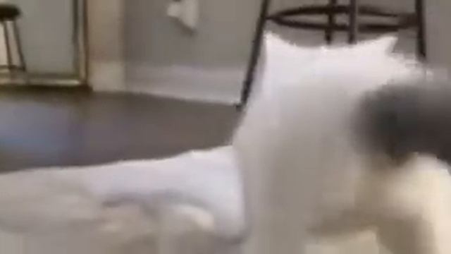 Кот жёстко чувствует 🥶🥵