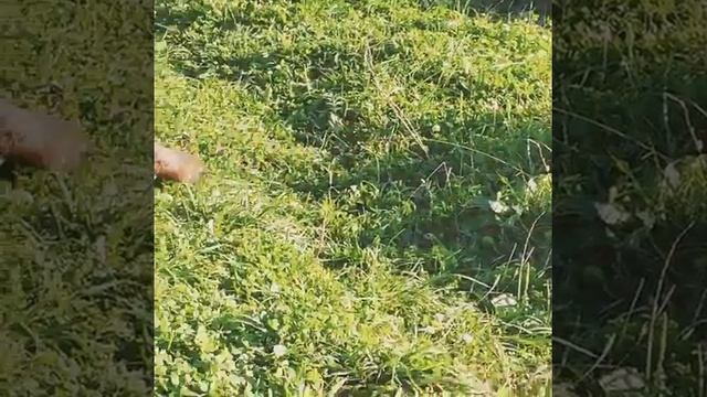 Норка ворует мой улов в подмосковье