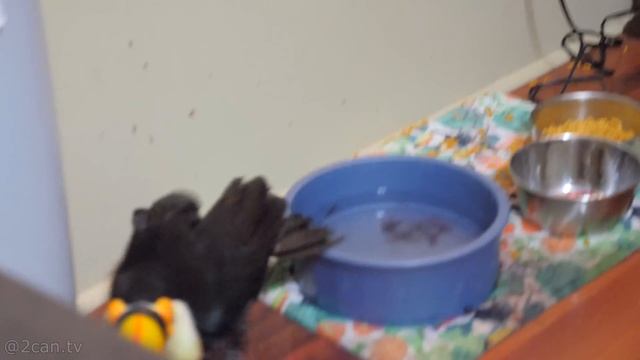 Disabled Toucan Gives Himself a Bath FOR THE FIRST TIME!! (TOO CUTE)