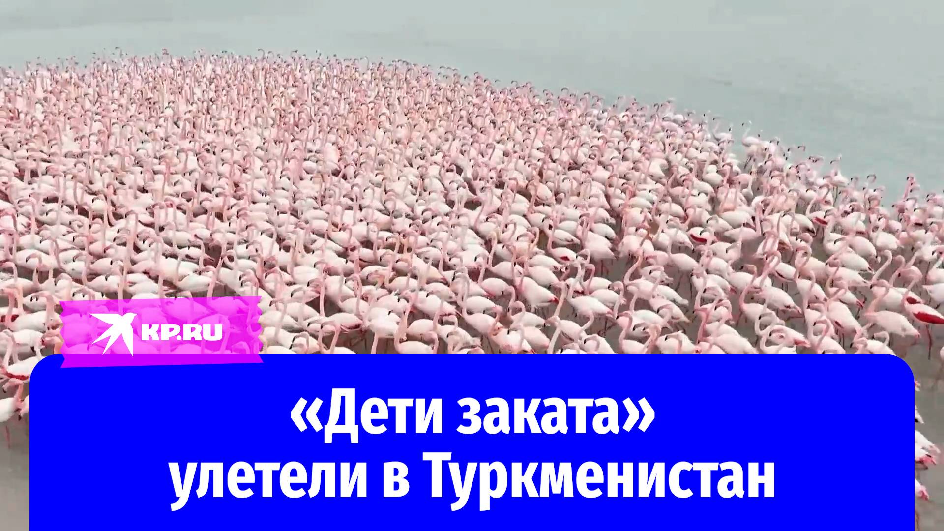 Сотни розовых фламинго прилетели на зимовку в Туркменистан