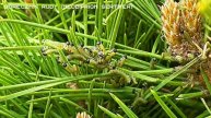 Borecznik rudy ( Neodiprion sertifer )