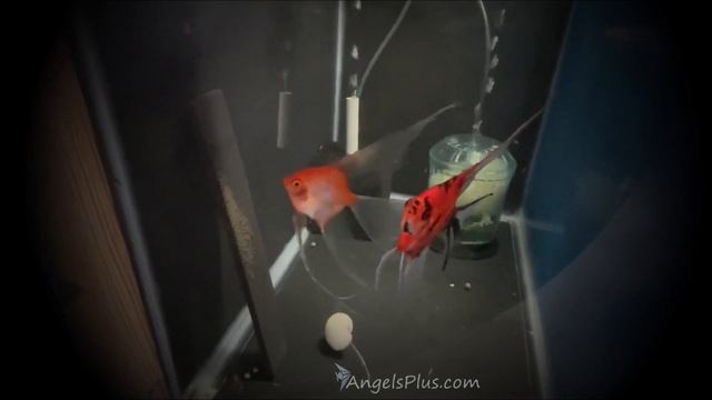 Sunset Koi Angelfish Breeding Pair - Superveils