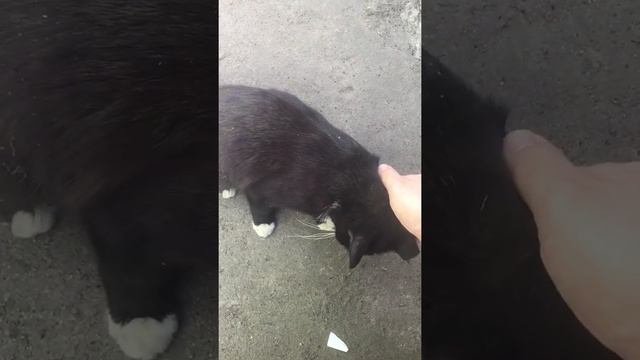 Кошка Ушко