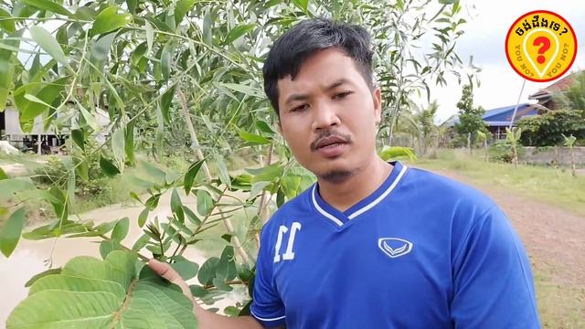 Amazing health benefits of Senna alata ស្លឹកដង្ហិតជាថ្នាំពូកែសក្តិសិទ្ធិ 2K