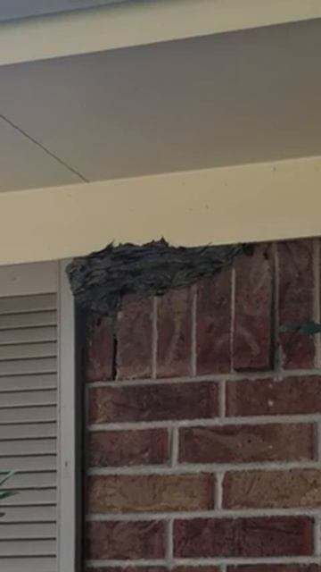 Wasp Nest on Side of Brick House