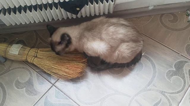 Голод- не тётка:)