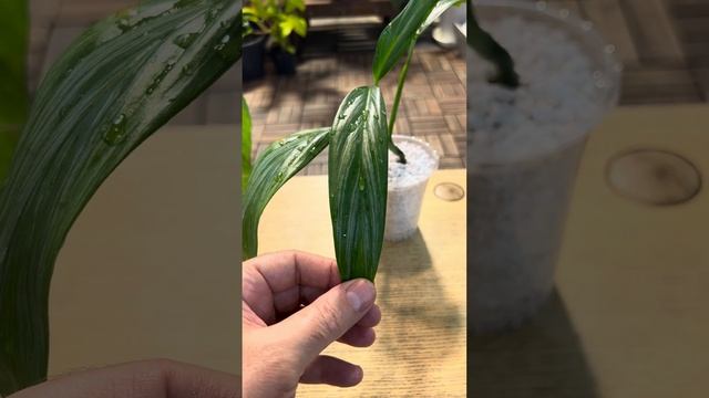 epipremnum amplissimum & cebu blue انتاج محمية صديق البيئة