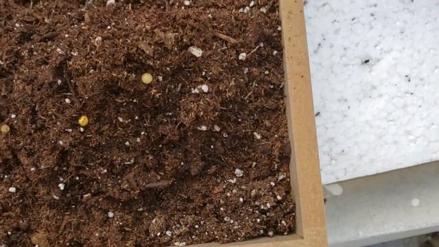 Creating a mini frame using a baby succulent plants