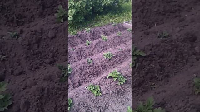 Теплица в июне