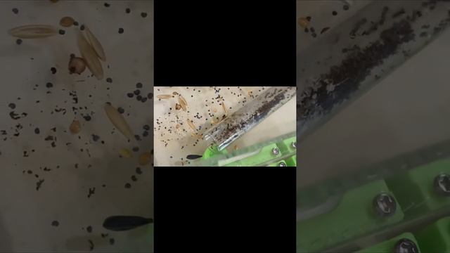 Переселение муравьев в формикарий 🐜
