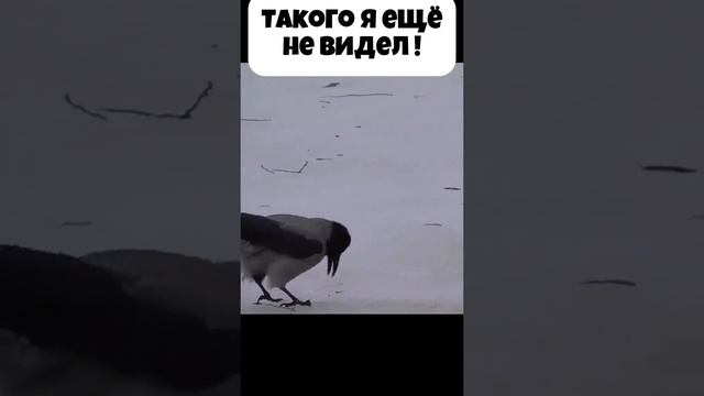 Ворона ловит рыбу с подол да