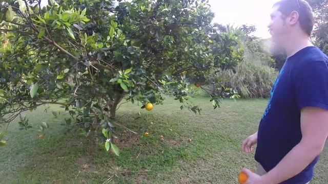 Running at top speed from spiders in a citrus orchard on hawaii