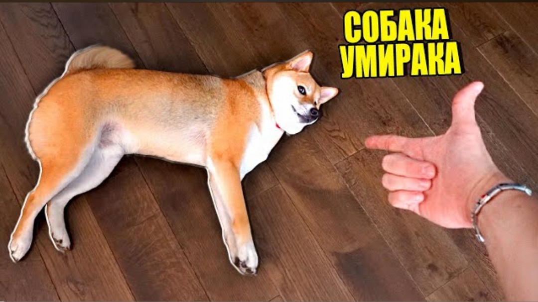 [ЭдисонПерец] МОЯ СОБАКА ВЫУЧИЛА САМУЮ СЛОЖНУЮ КОМАНДУ!