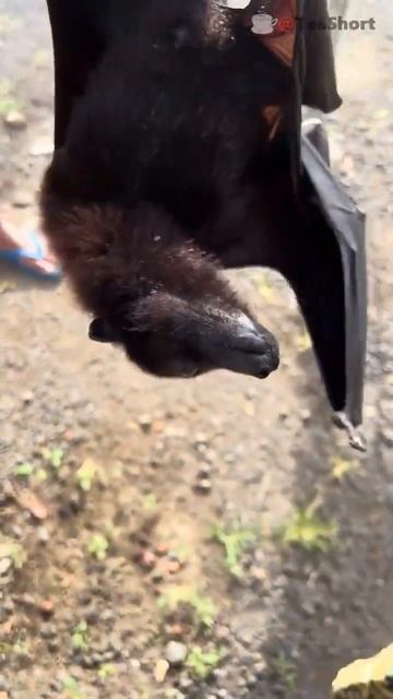Летучая мышь #shorts #женская #animals