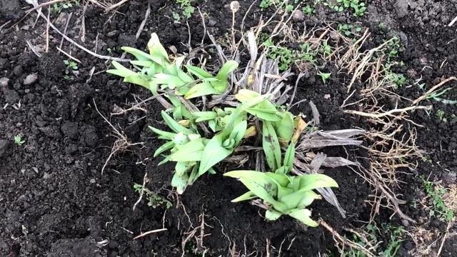 Пересаживаю лилейники, поливаю парники.