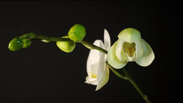 Phal. Aphrodite