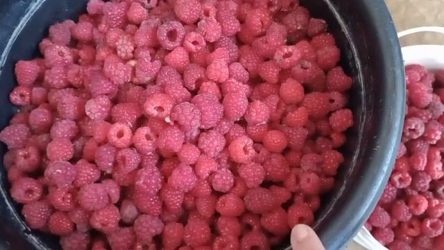 Не знаю куди дівати цей урожай.Спекотний день в Західній частині України.