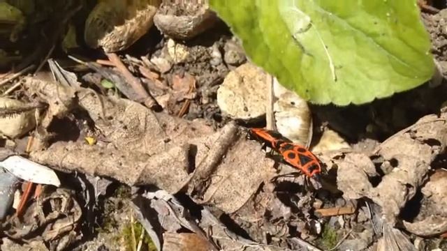 Accouplement de pyrrhocoris