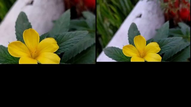 Nothing Phone 2 VS IQOO Neo 7 Pro Camera Comparison