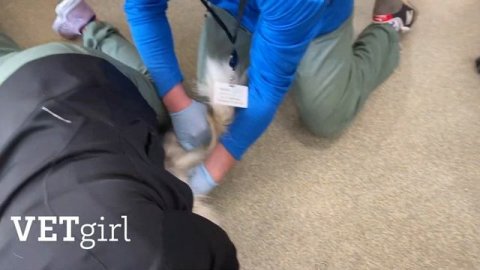 VETgirl Veterinary Continuing Education Video: Pacifier Removal on rectal exam in a dog