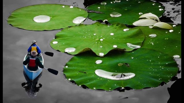 Morning Dewdrops
