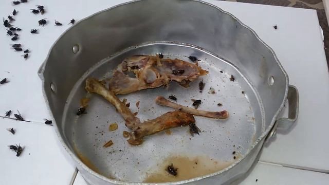 Como acabar eliminar exterminar com moscas (varejeira, berneira) usando Mosquicida Citromax
