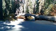 27: Driving In & Out Of Giant Forest Sequoia National Park