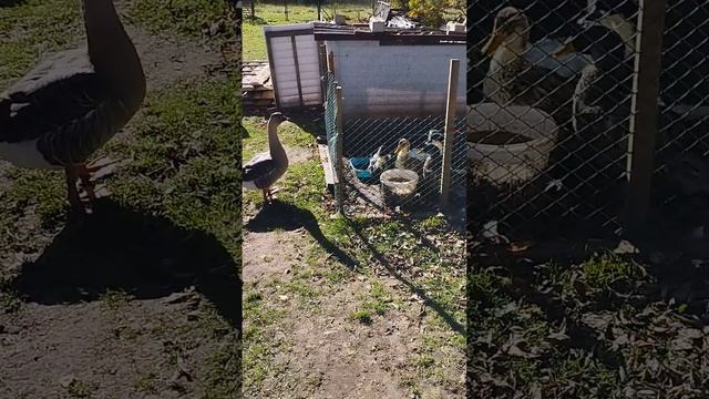 Утки и гуси.Водные процедуры.